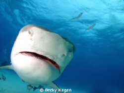 A little Close! Tiger shark comes in to check out the dom... by Becky Kagan 